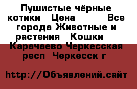 Пушистые чёрные котики › Цена ­ 100 - Все города Животные и растения » Кошки   . Карачаево-Черкесская респ.,Черкесск г.